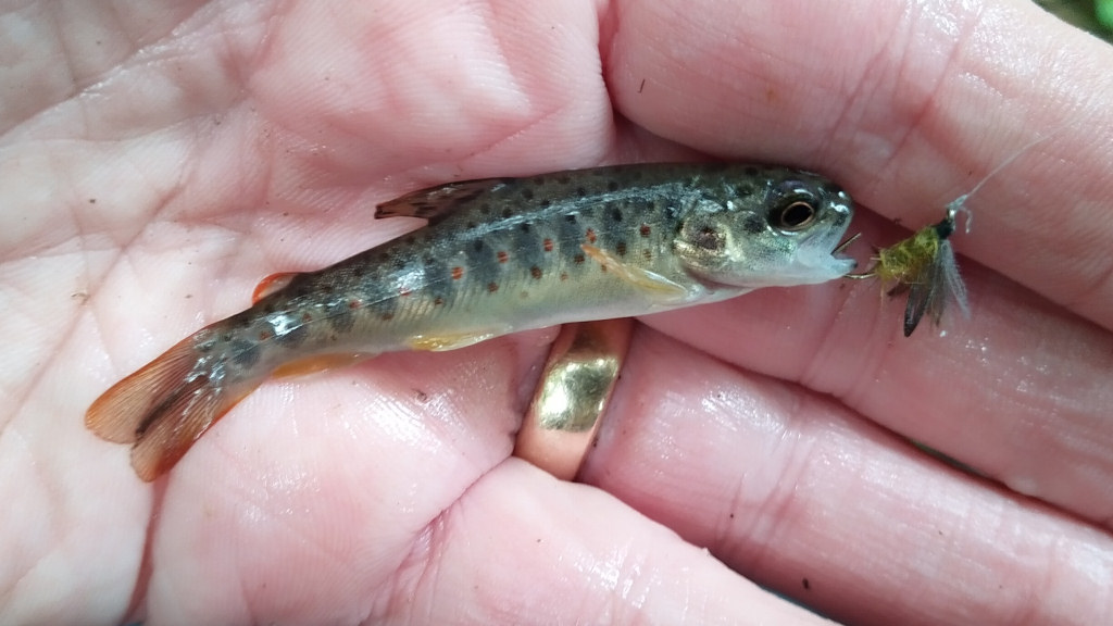 Photo of the Smallest trout ever